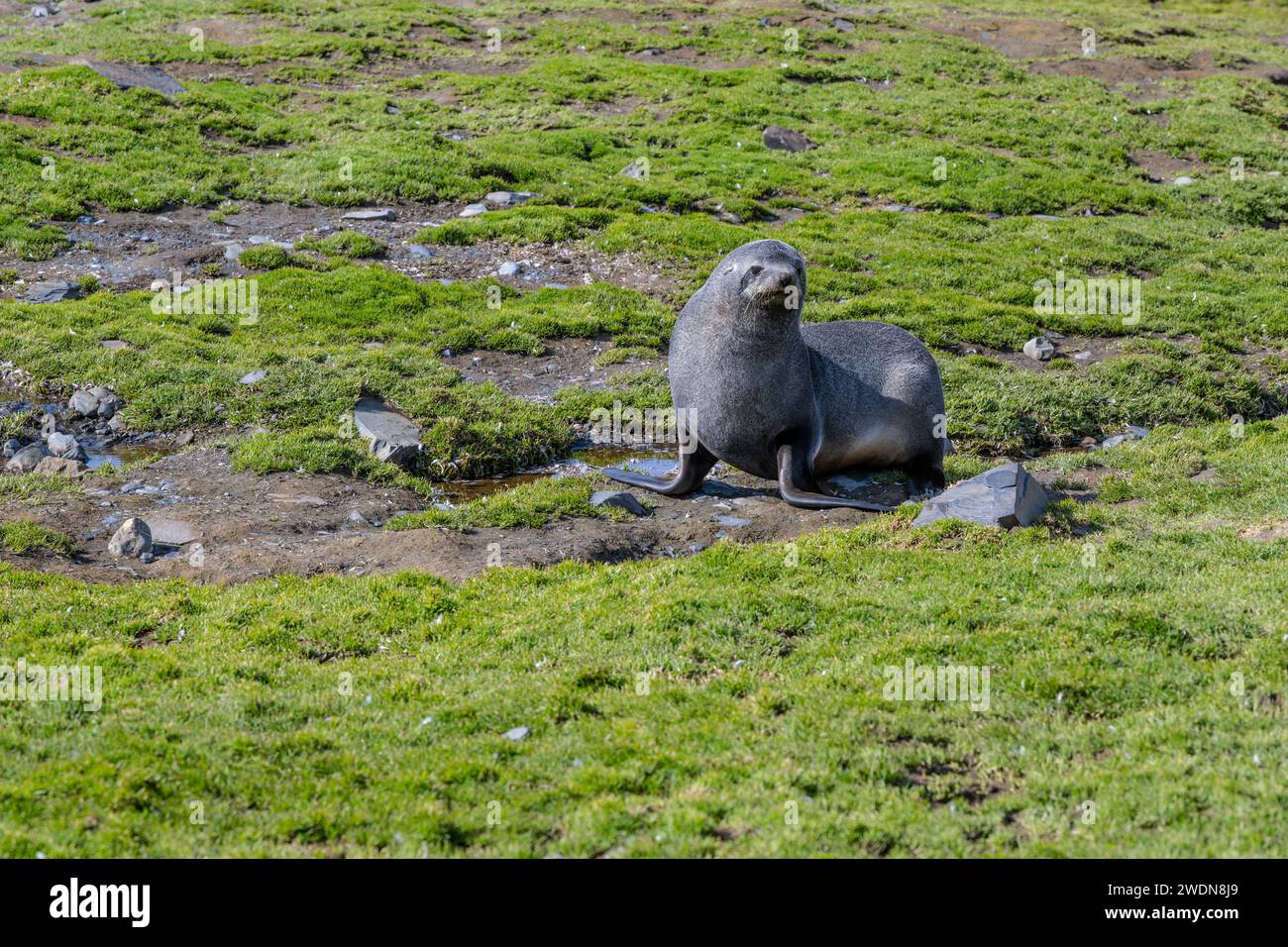 Young Antarctic Fur Seal, Arctocephalus gazella, at Gold Harbor, SGI, on sunny day in Spring Stock Photo