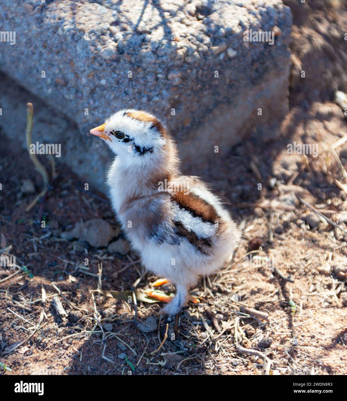 chicken one day old running in the dirt searching for food in the yard, new hatched baby chick Stock Photo