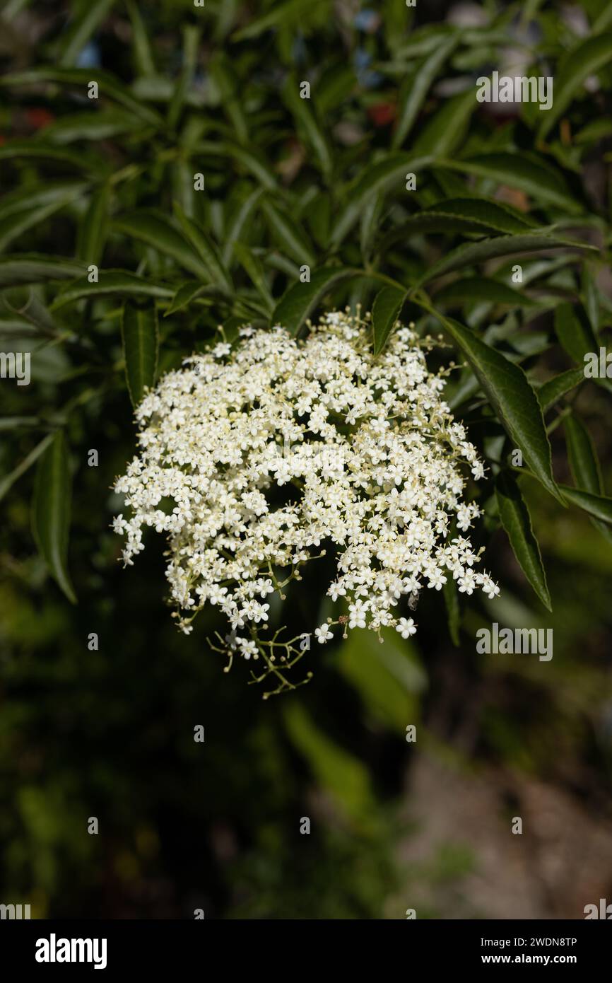 Sambucus - elderberry plant. Stock Photo