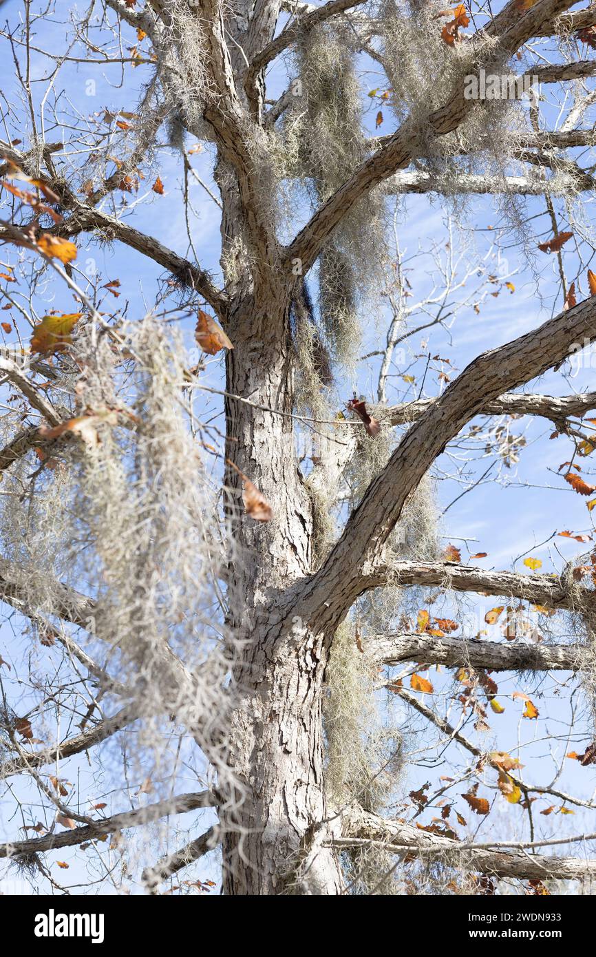 Quercus michauxii swamp chestnut oak tree Stock Photo Alamy