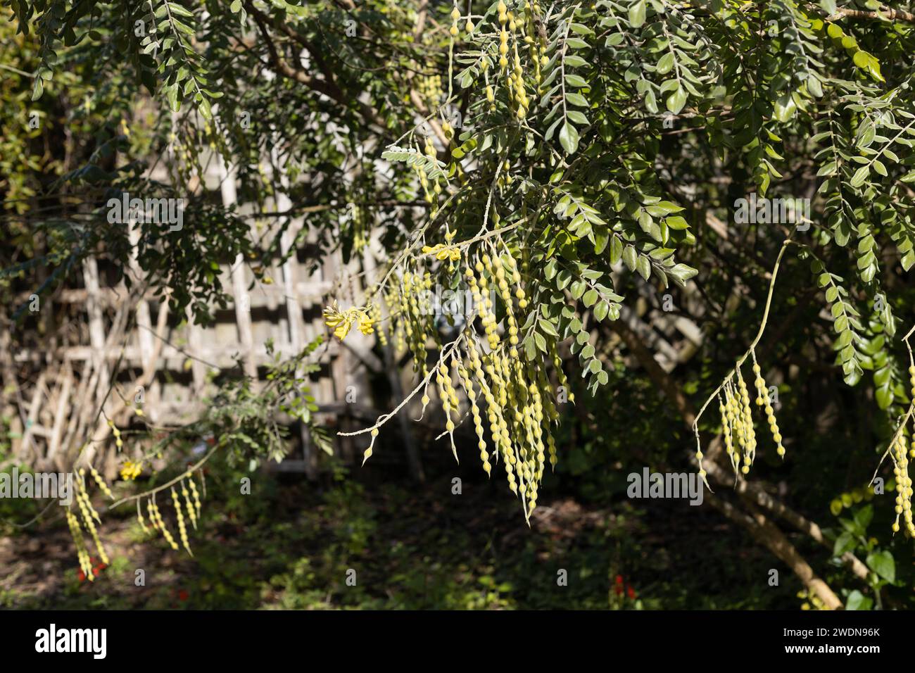 Sophora tomentosa - necklacepod plant. Stock Photo