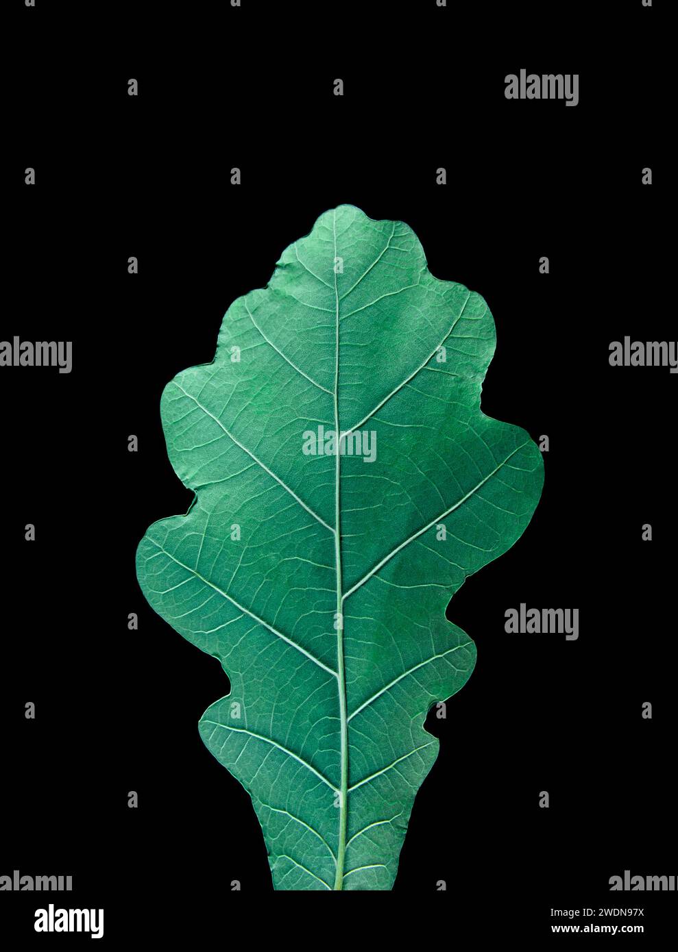 Green leaf with dark shadow on black background Stock Photo