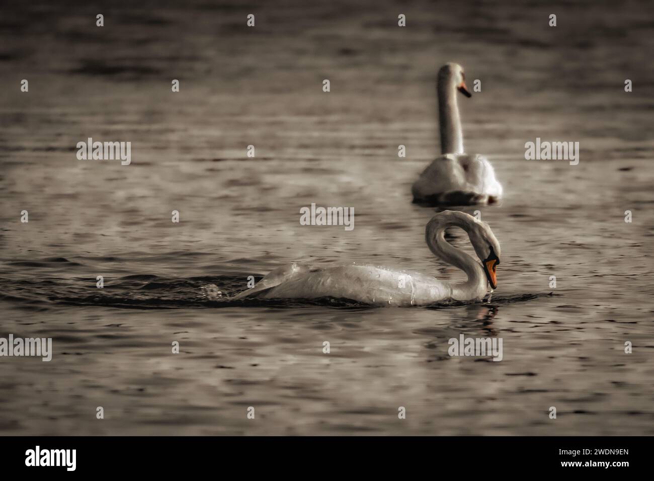 Two unsaturated swans gracefully glide on calm, twilight waters Stock Photo