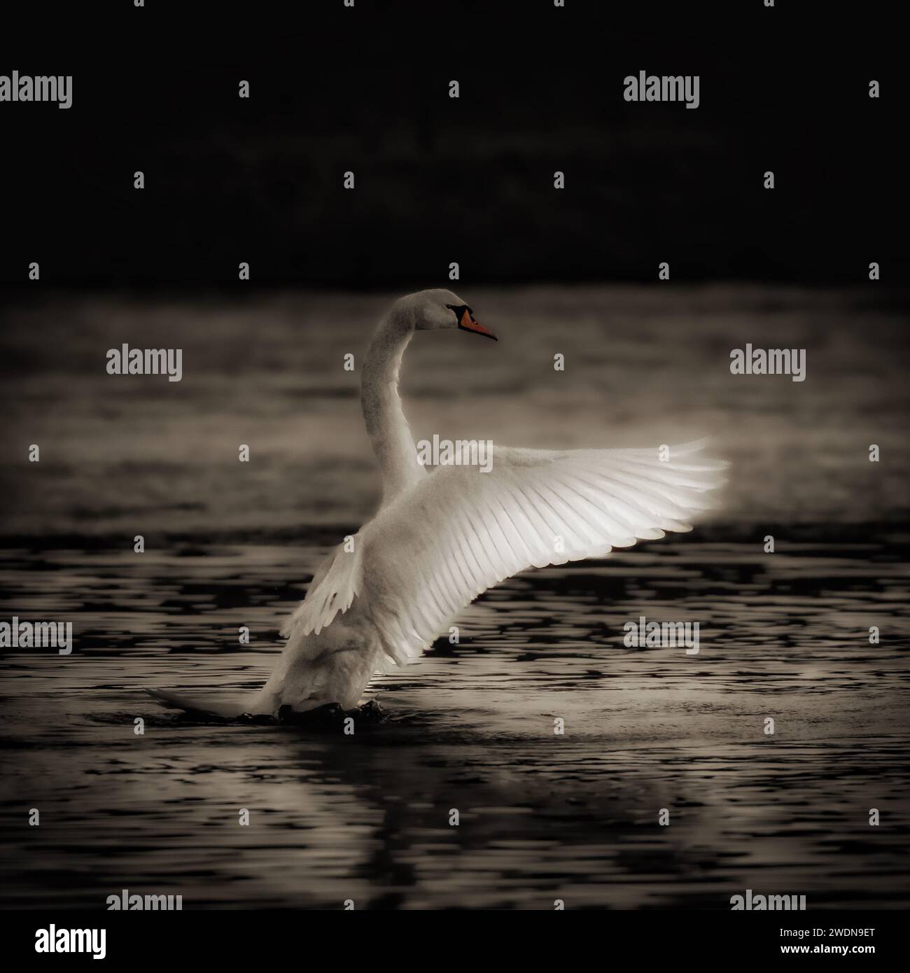 A stretching swan gracefully landing on water, wings gracefully extended Stock Photo