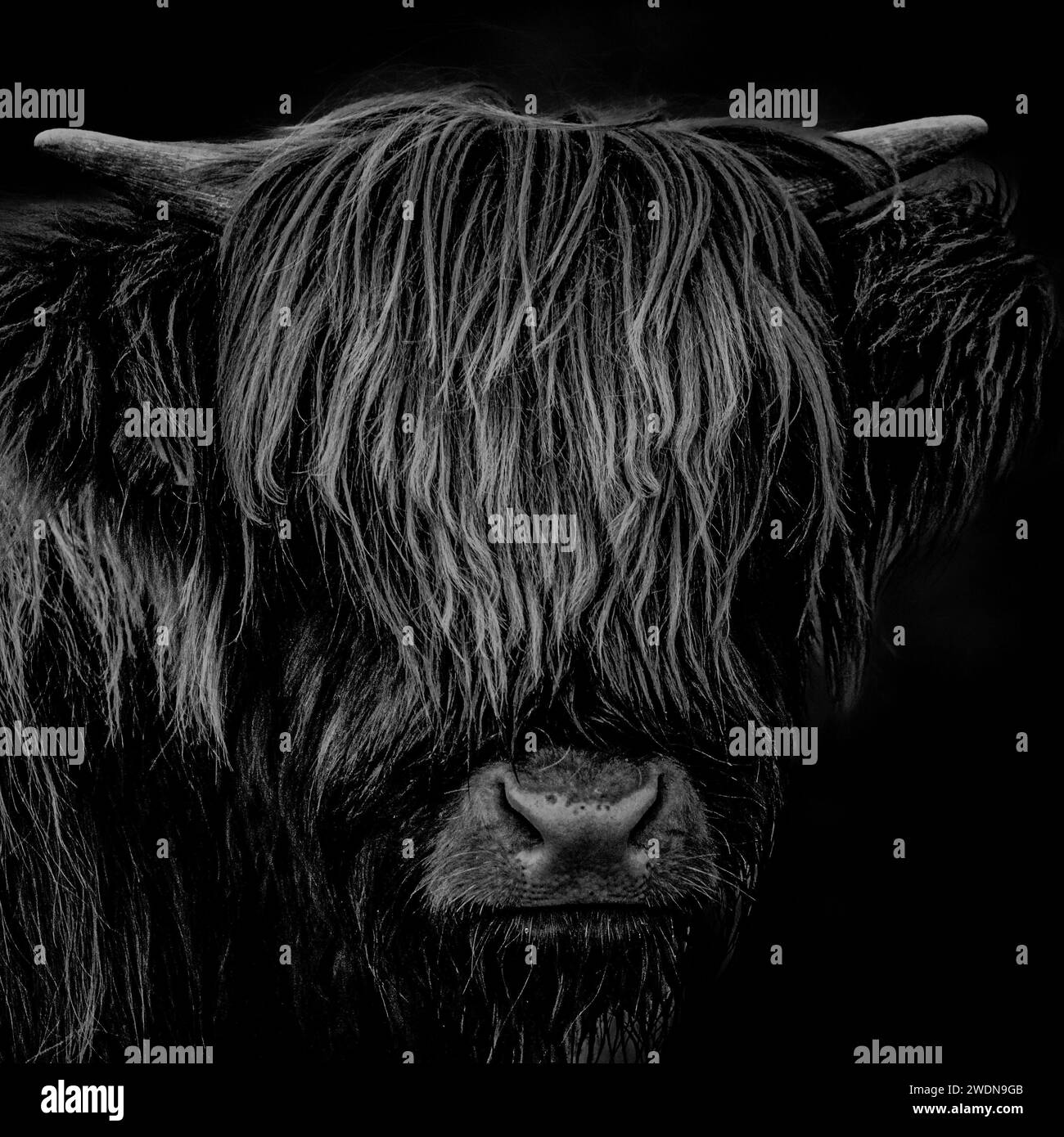 A close-up of a hairy coo with an elongated face Stock Photo