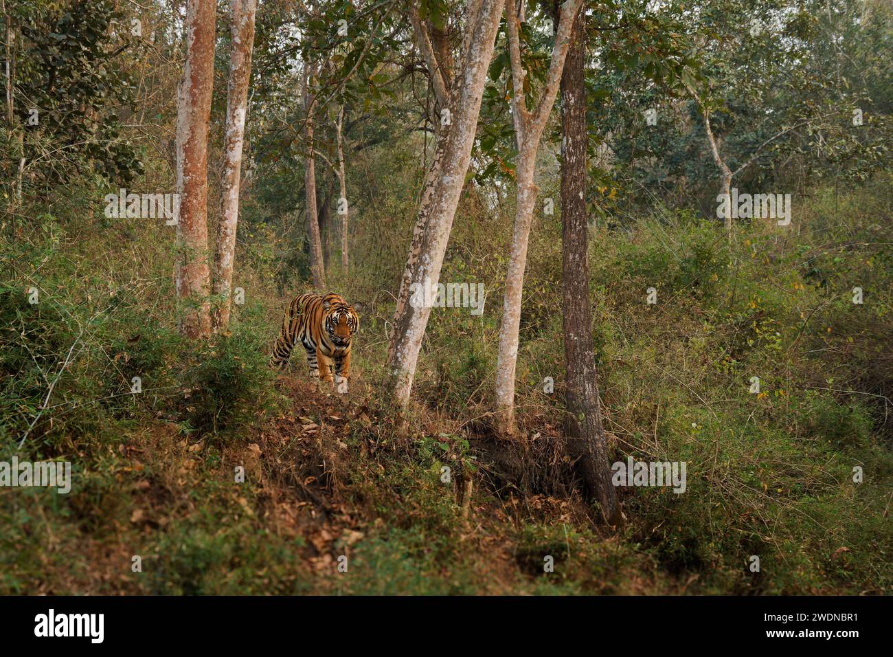 Bengal Tiger Panthera tigris tigris the biggest cat in wild in Indian