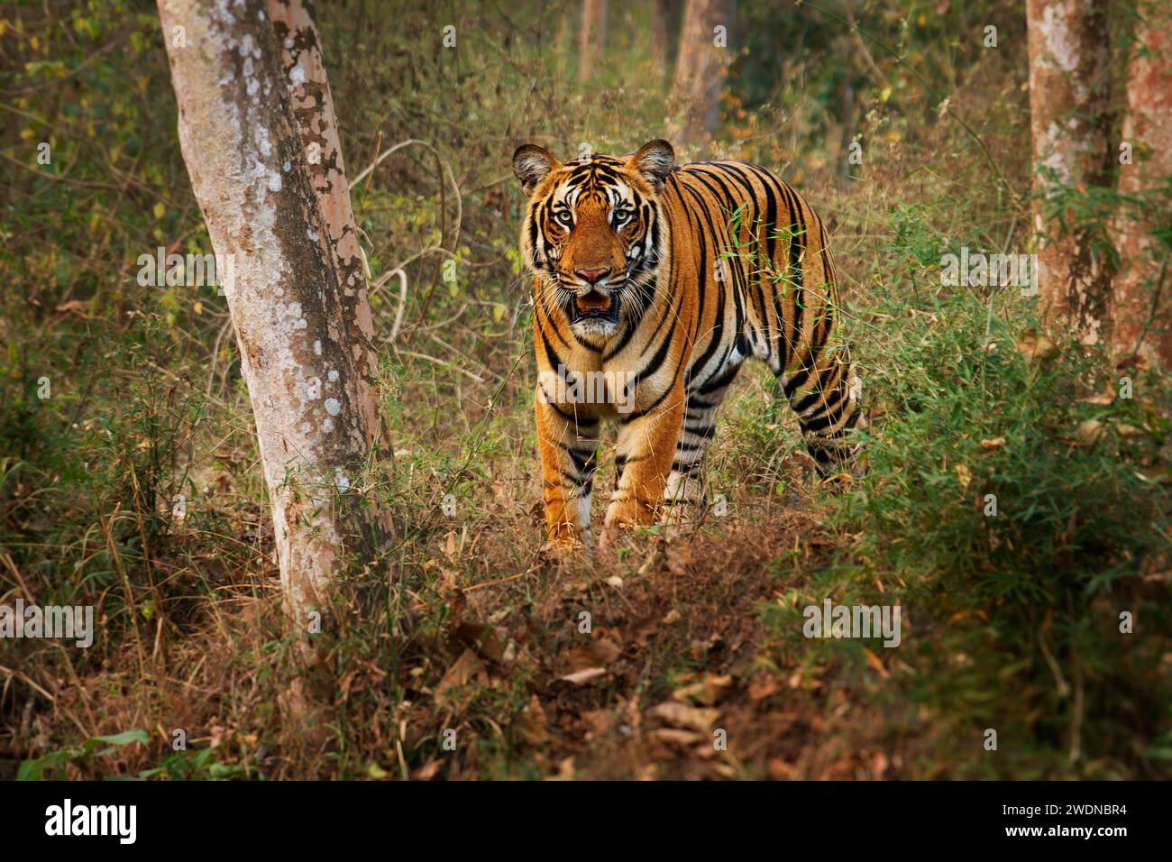 Bengal Tiger Panthera tigris tigris the biggest cat in wild in Indian