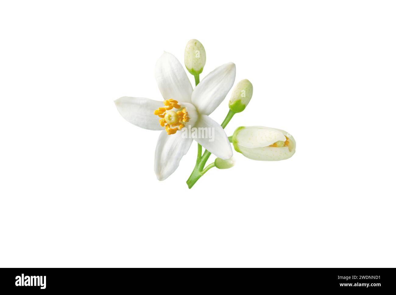 Neroli flower and buds branch isolated on white. White fleur d'oranger citrus bloom. Orange tree blossom. Blooming tropical plant. Floral mediterranea Stock Photo