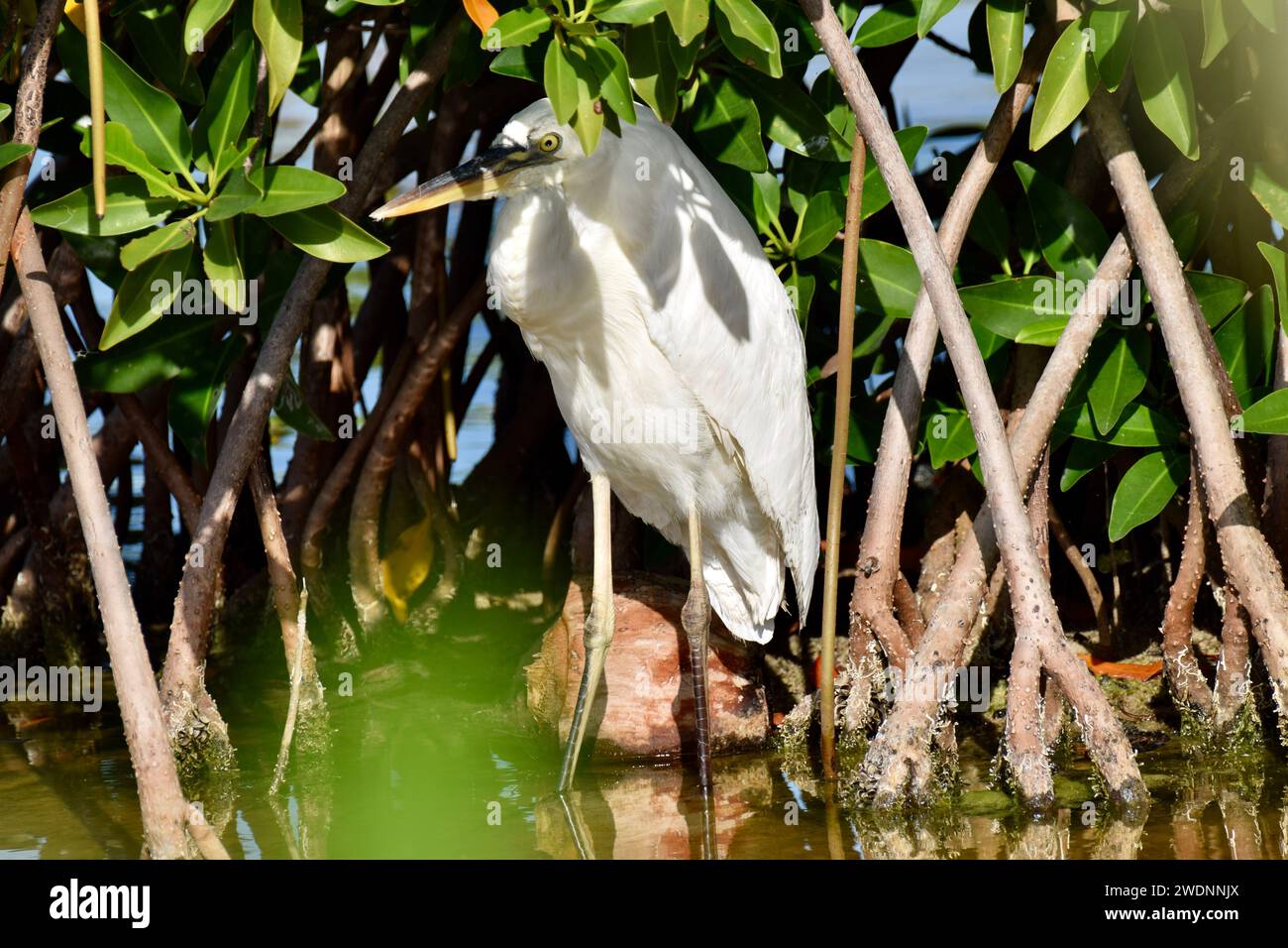 A lone Great blue heron (Ardea herodias), white morph, in the shade of a mangrove shrub. Photo taken in San Pedro, Ambergris Caye, Belize. Stock Photo