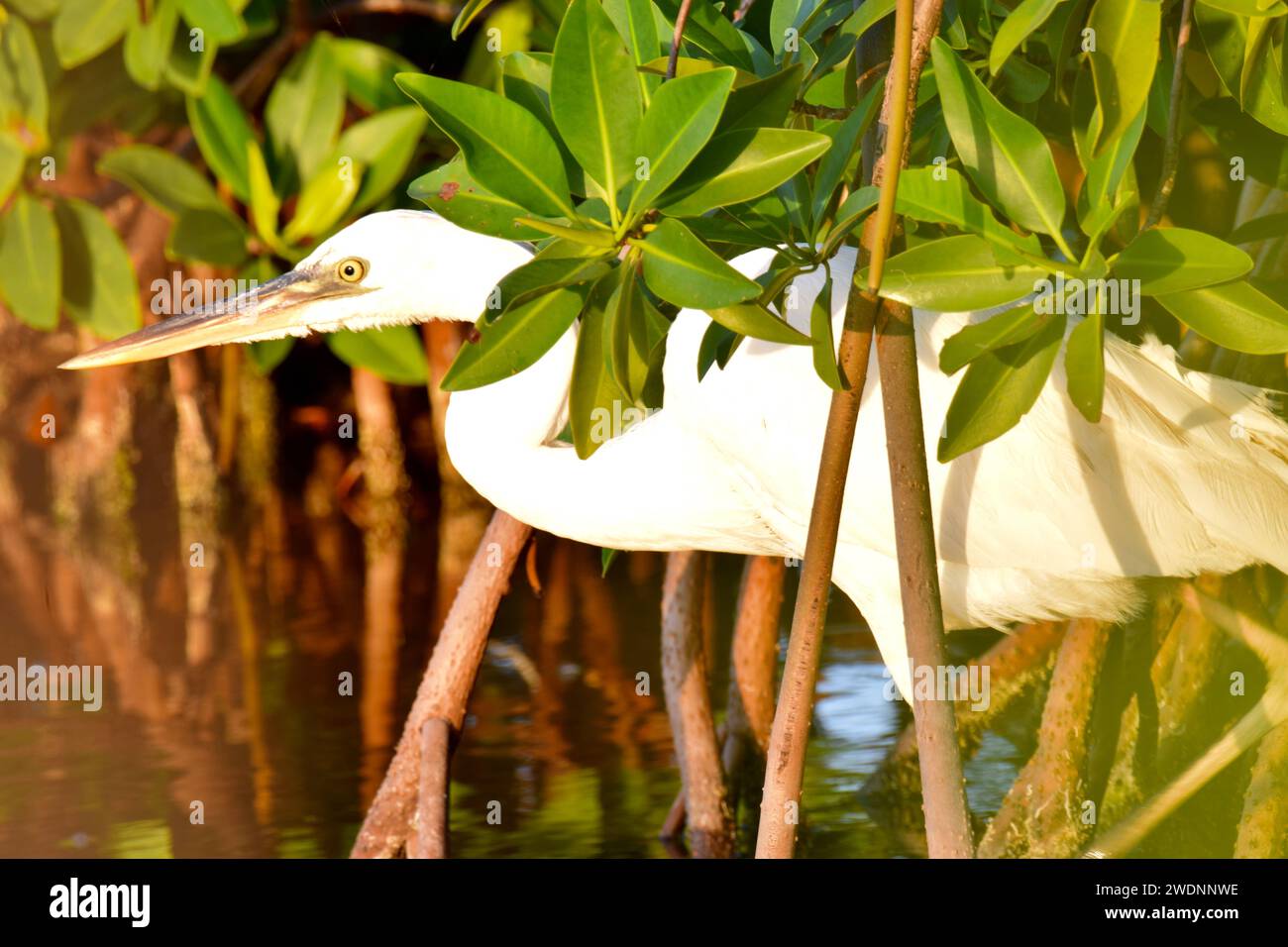 A Great blue heron (Ardea herodias), white morph, among the mangrove bushes in the late afternoon in San Pedro, Ambergris Caye, Belize. Stock Photo