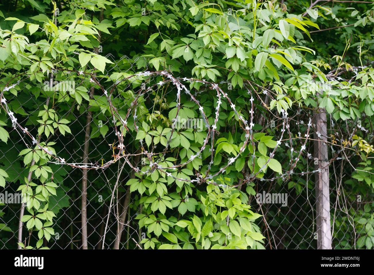 Rusty barbed wire at abandoned soviet army military base Stock Photo