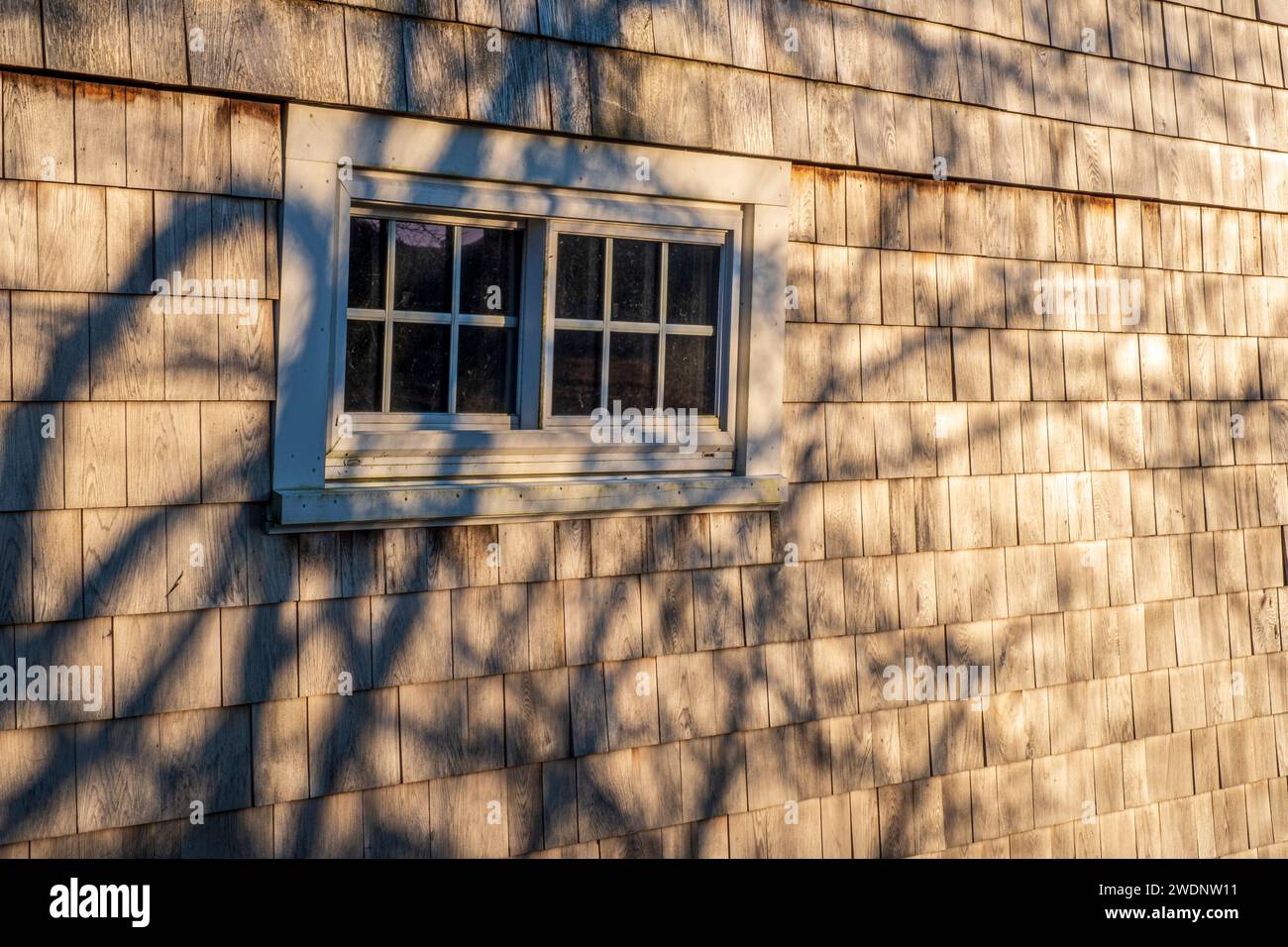 A tree casting shadows on the side of an old barn Stock Photo