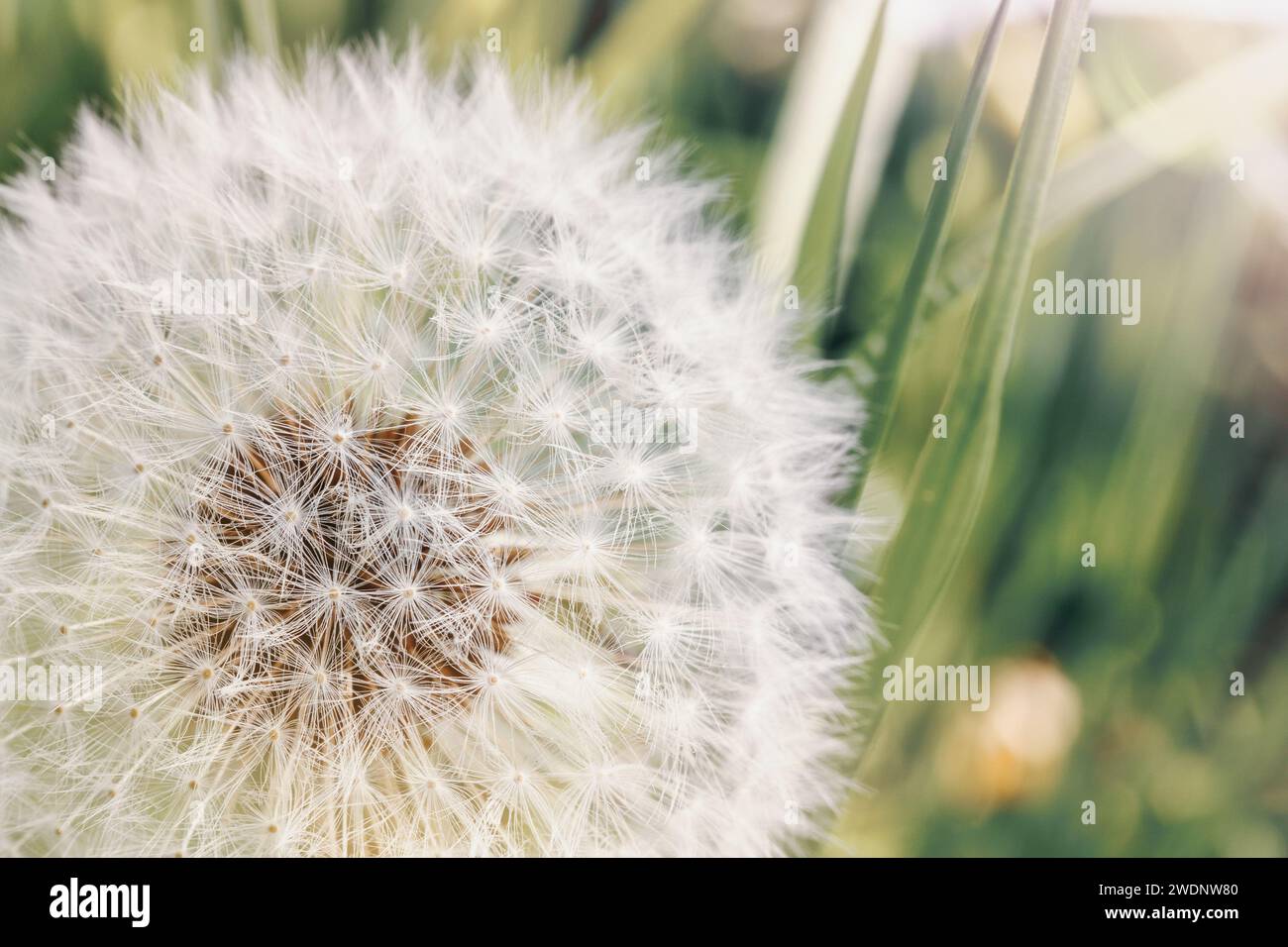 Closeup on dandelion highlighted by sun, blurred background. Stock Photo