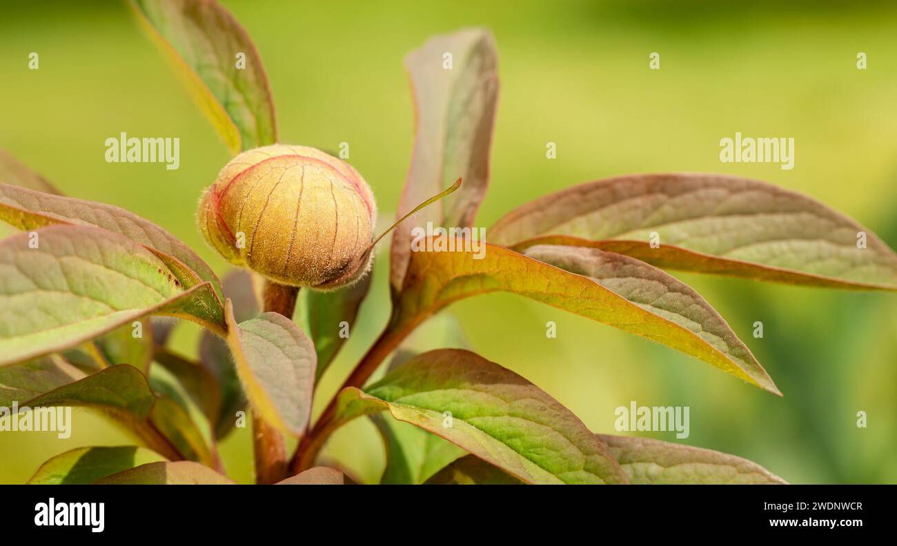 Green red unblown bud of peony paeonia growing in peonies flower garden, closeup view. Stock Photo