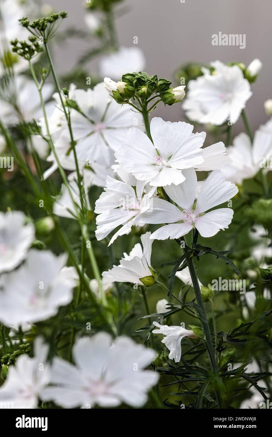White Musk Mallow (Malva Moschata f. Alba) in full bloom in an Lithuania garden border in summer. Stock Photo
