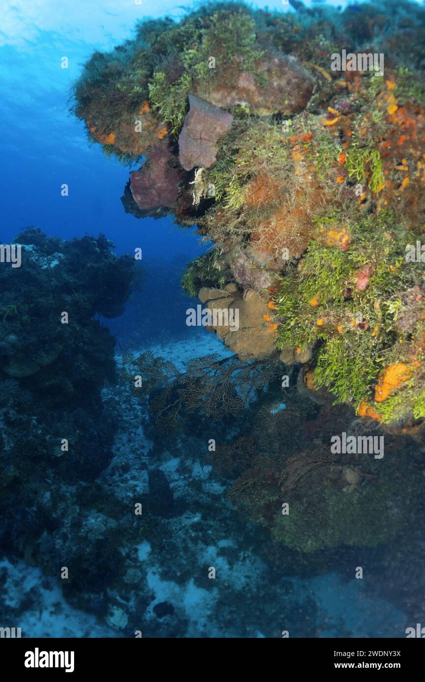 Scuba diving photos, Cozumel Stock Photo