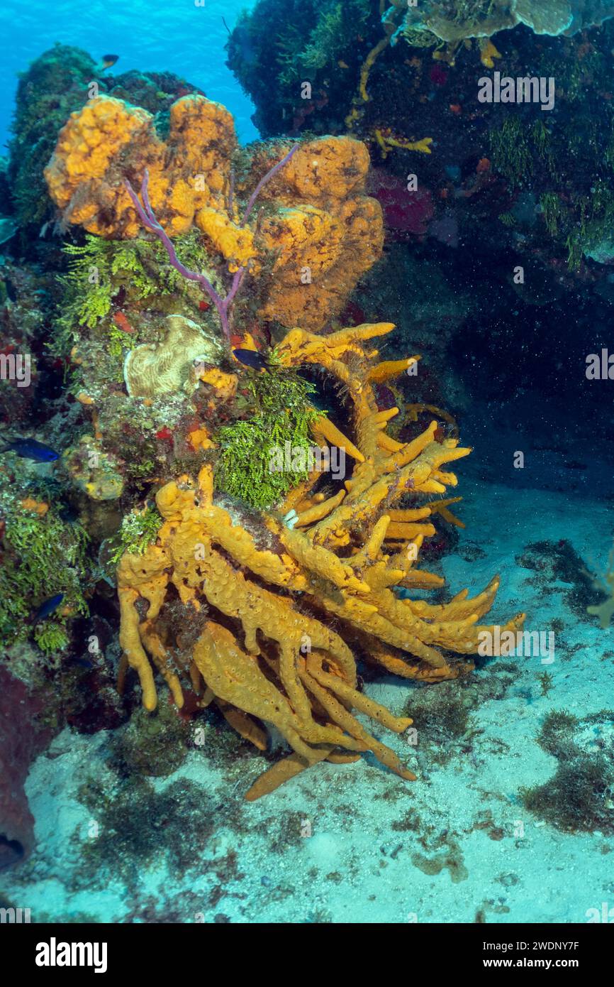 Scuba diving photos, Cozumel Stock Photo