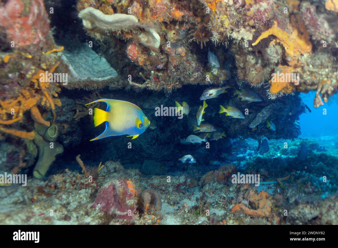 Scuba diving photos, Cozumel Stock Photo