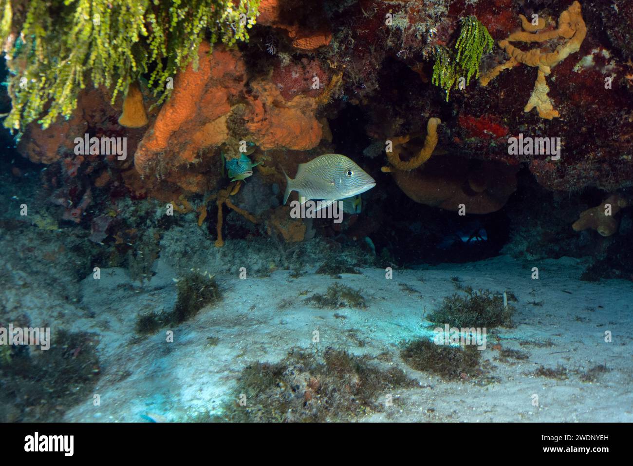 Scuba diving photos, Cozumel Stock Photo