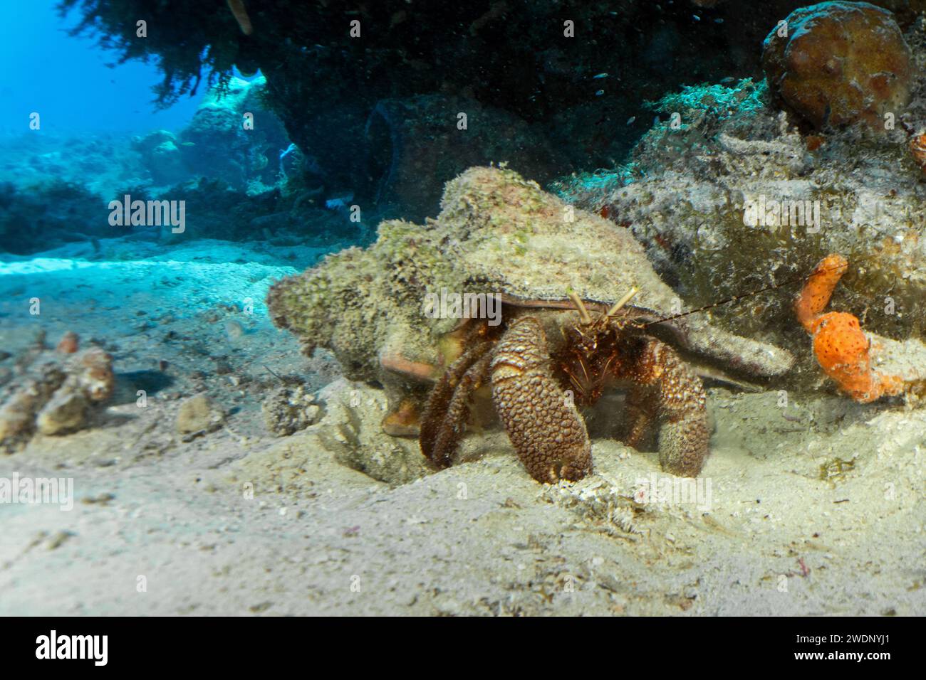 Scuba diving photos, Cozumel Stock Photo