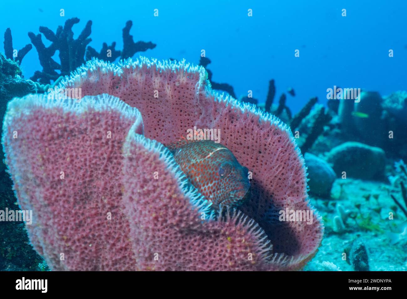 Scuba diving photos, Cozumel Stock Photo