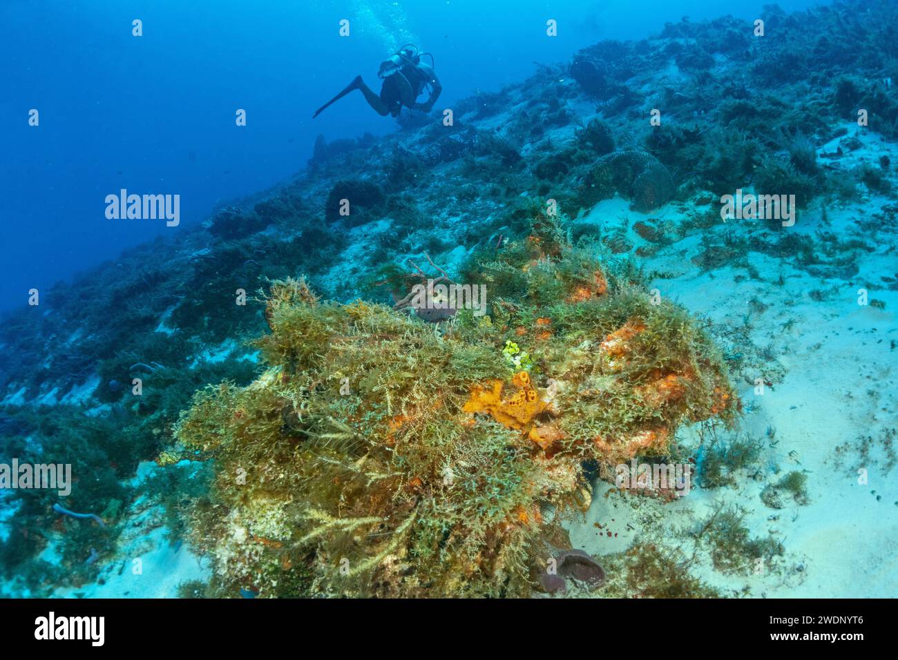 Scuba diving photos, Cozumel Stock Photo