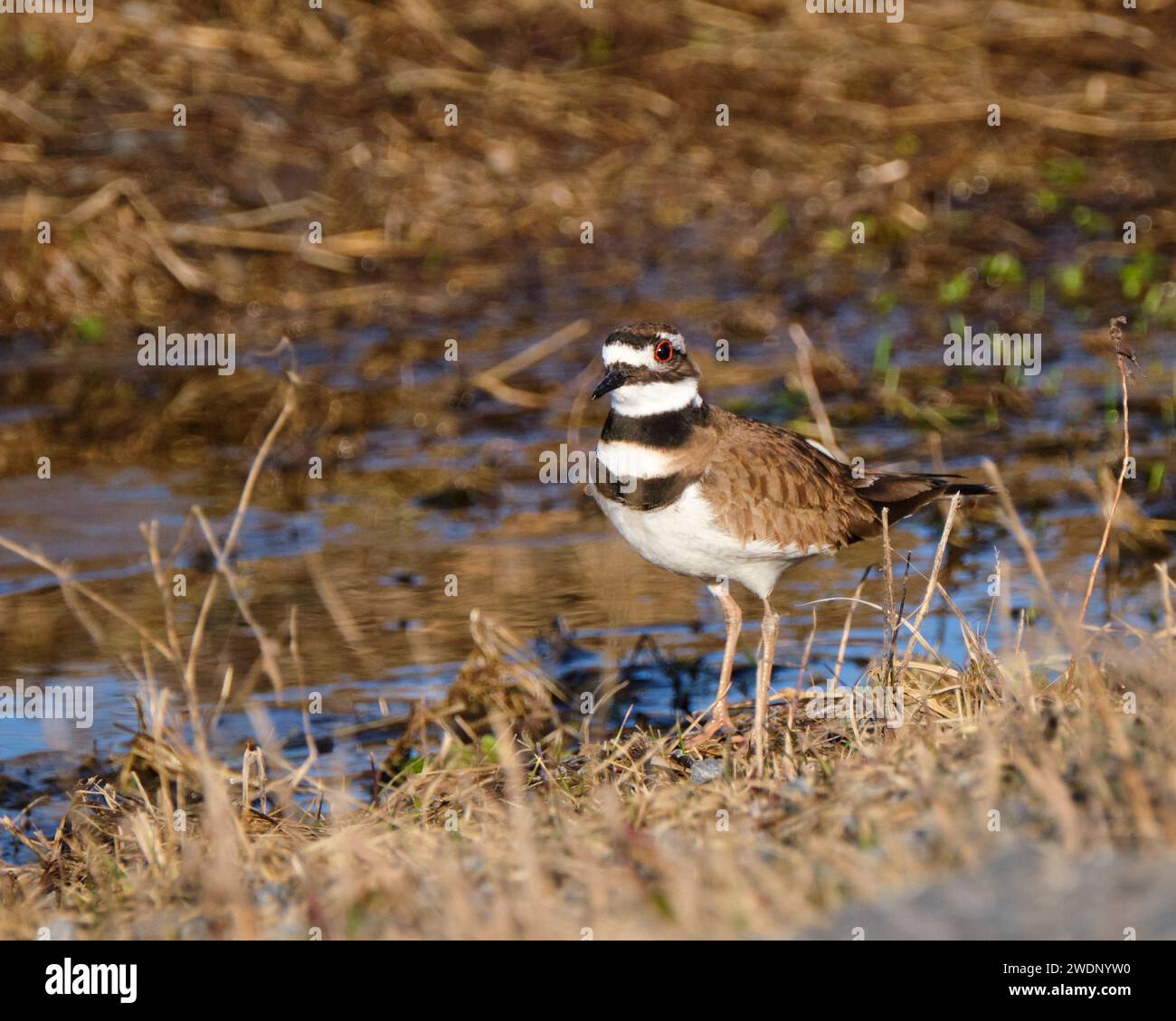 A killdeer with a beautiful bright orange eye showing a catchlight stands in short brush on the edge of a small puddle of water. Stock Photo