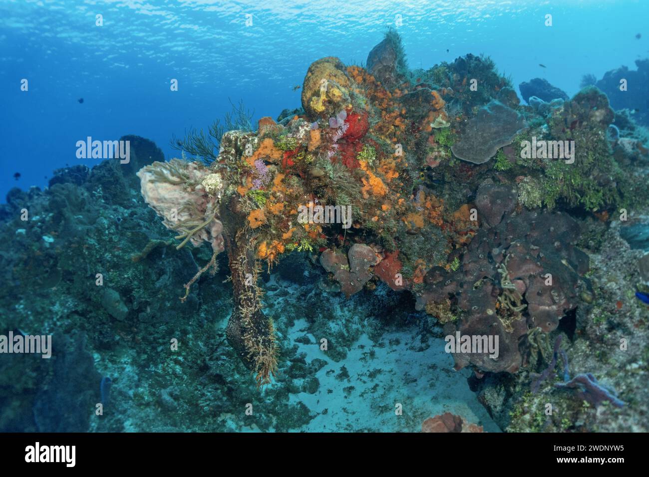 Scuba diving photos, Cozumel Stock Photo