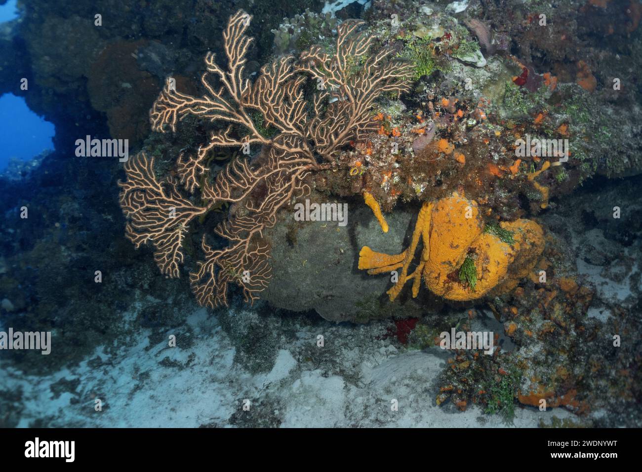 Scuba diving photos, Cozumel Stock Photo