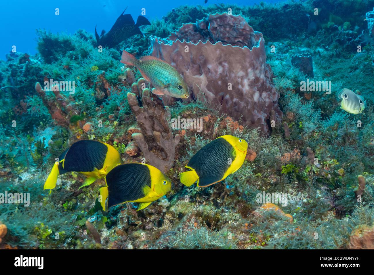 rock beauty, Scuba diving photos, Cozumel Stock Photo