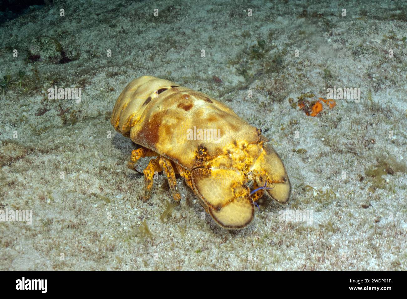 slipper lobster, shovelnose lobster, Scuba diving photos, Cozumel Stock Photo
