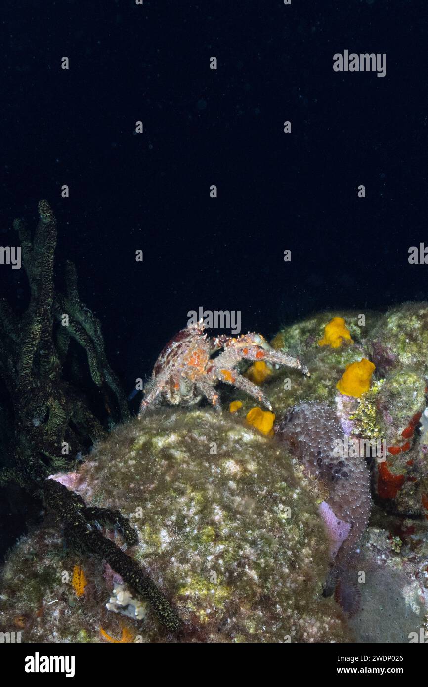 Scuba diving photos, Cozumel Stock Photo