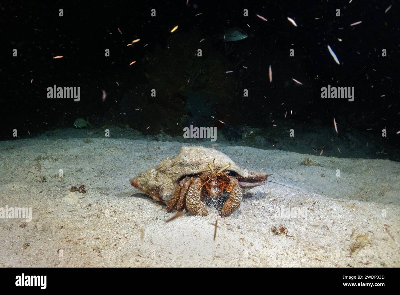 Scuba diving photos, Cozumel Stock Photo