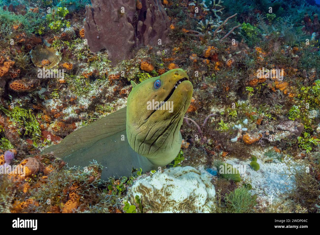 Green moray, Scuba diving photos, Cozumel Stock Photo