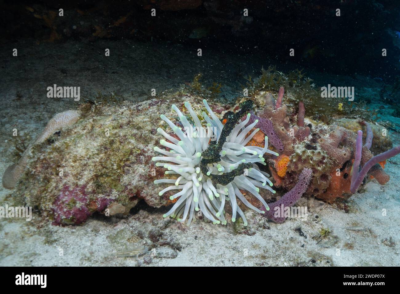 Scuba diving photos, Cozumel Stock Photo