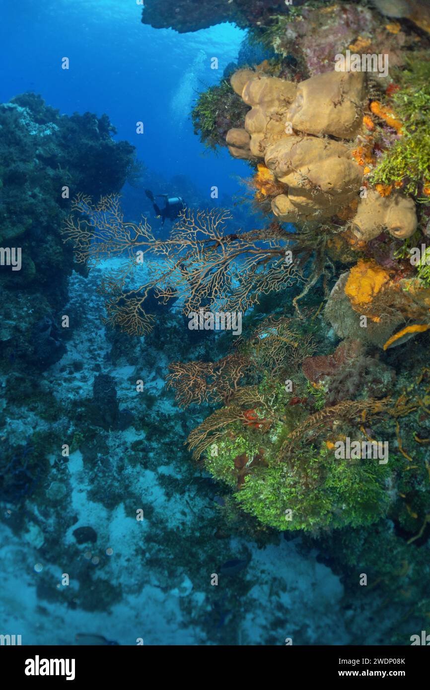 Scuba diving photos, Cozumel Stock Photo