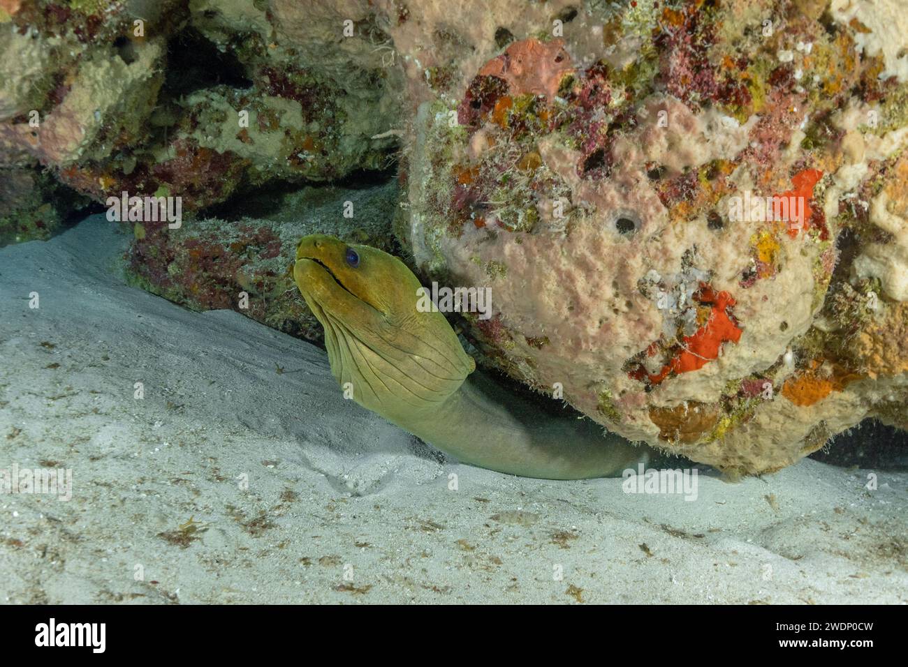 Green moray, Scuba diving photos, Cozumel Stock Photo