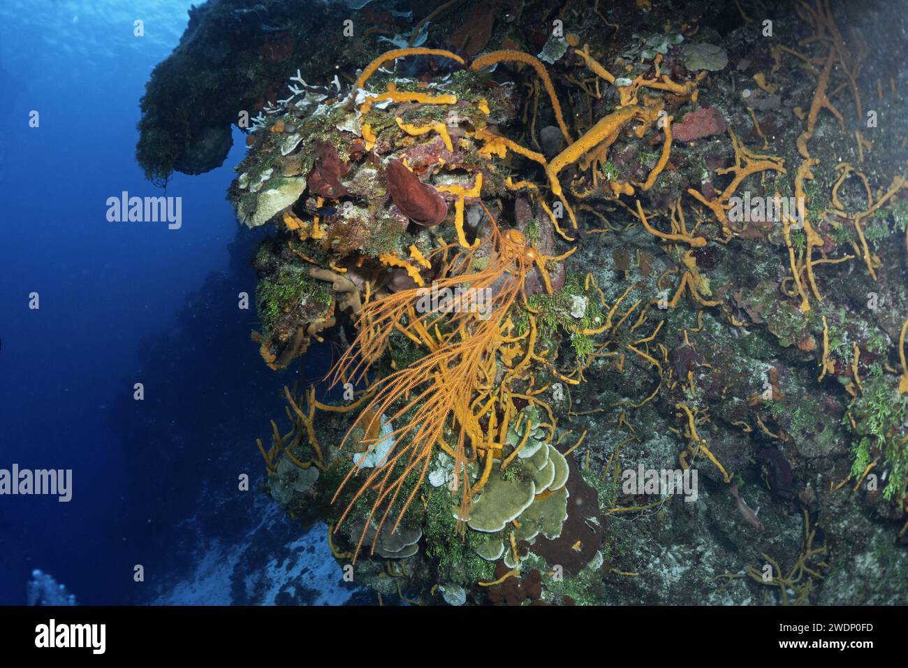 Scuba diving photos, Cozumel Stock Photo