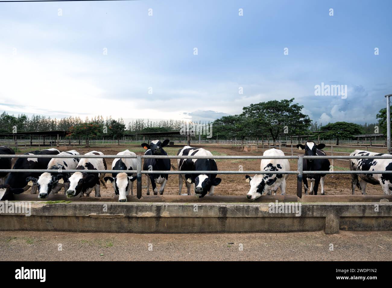 Stunning cow yard landscape in Chokchai Farm, Khao Yai, Thailand