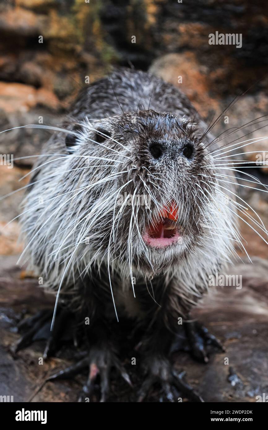 Water rat or Nutria Coypu was sniffing for food Stock Photo