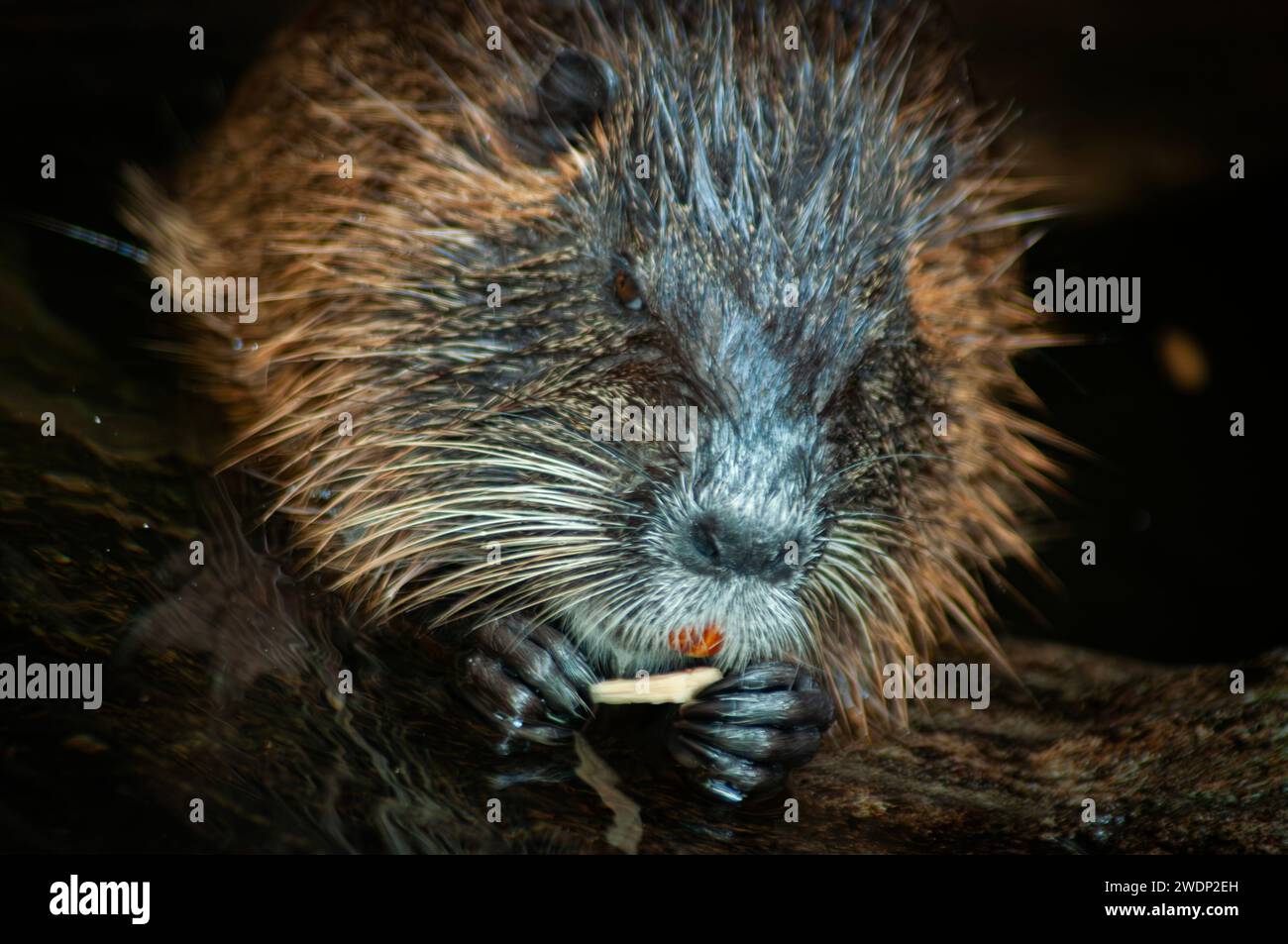 Water rat or Nutria Coypu was sniffing for food Stock Photo