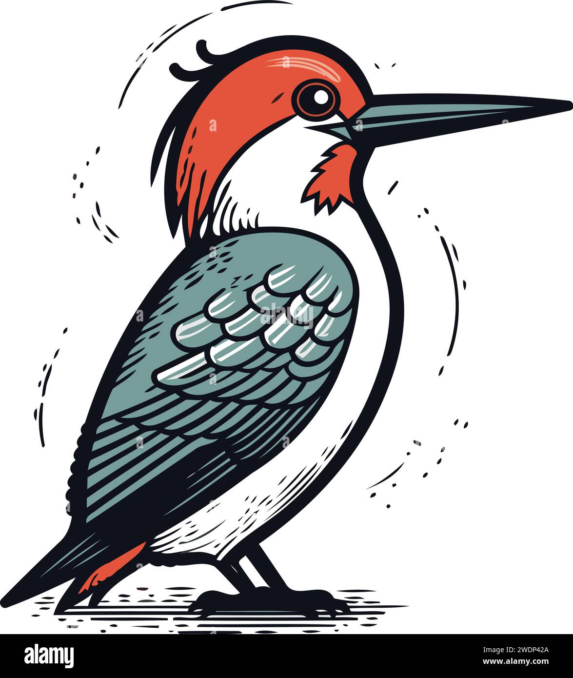 Red bellied Woodpecker. Hand drawn vector illustration Stock Vector