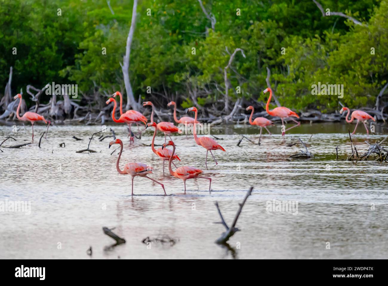 San Benito, Yucatan, USA. 21st Jan, 2024. At dawn in San Crisanto, Yucatan, Mexico, a vibrant flock of pink flamingos gracefully forages for food, casting a stunning spectacle against the tranquil waters. (Credit Image: © Walter G Arce Sr Grindstone Medi/ASP) EDITORIAL USAGE ONLY! Not for Commercial USAGE! Stock Photo