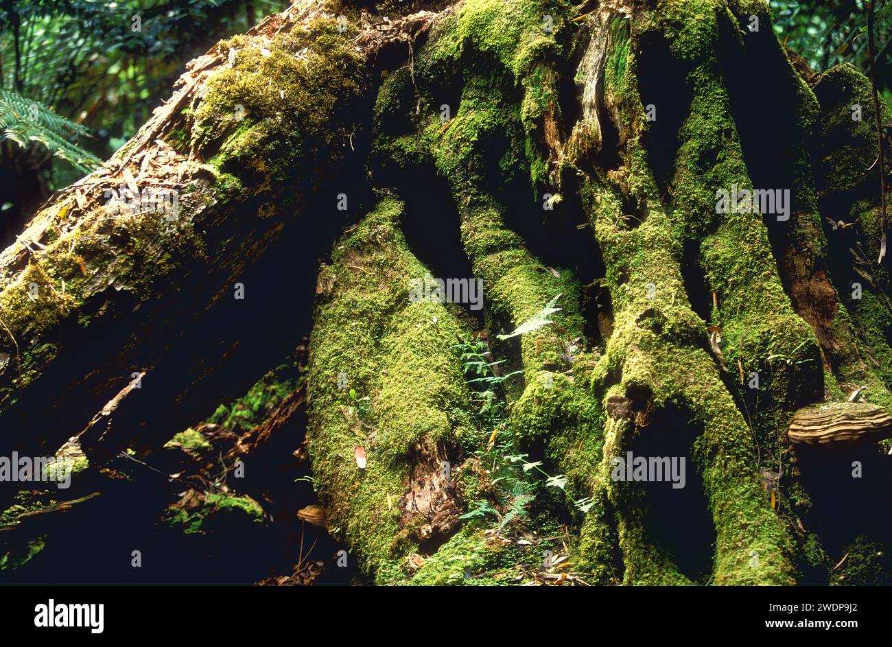 Moss tree roots hi-res stock photography and images - Alamy