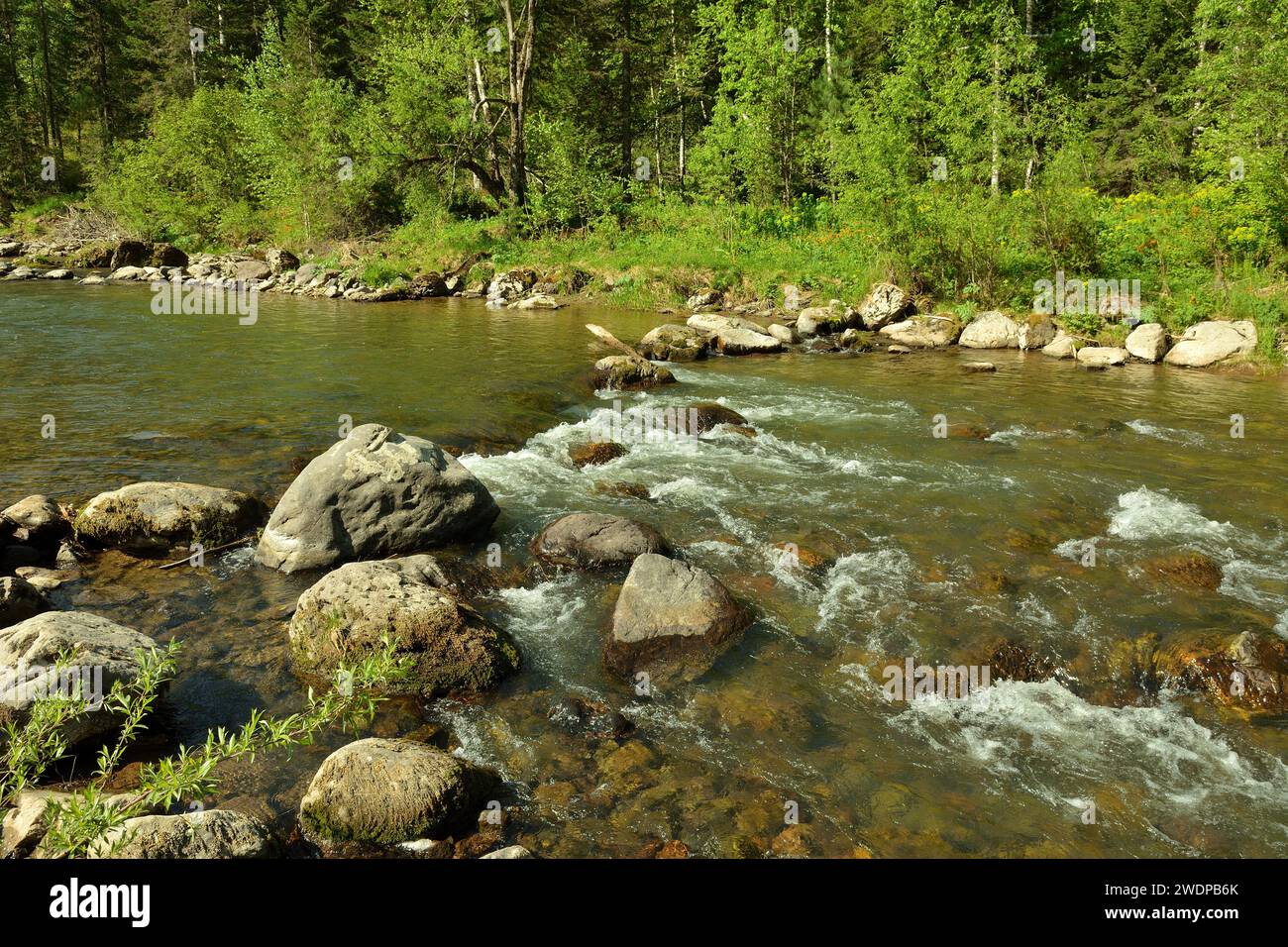 Large stones across the bed of a small fast-moving river flowing from the mountains through a dense forest on a sunny summer day. Iogach river, Altai, Stock Photo