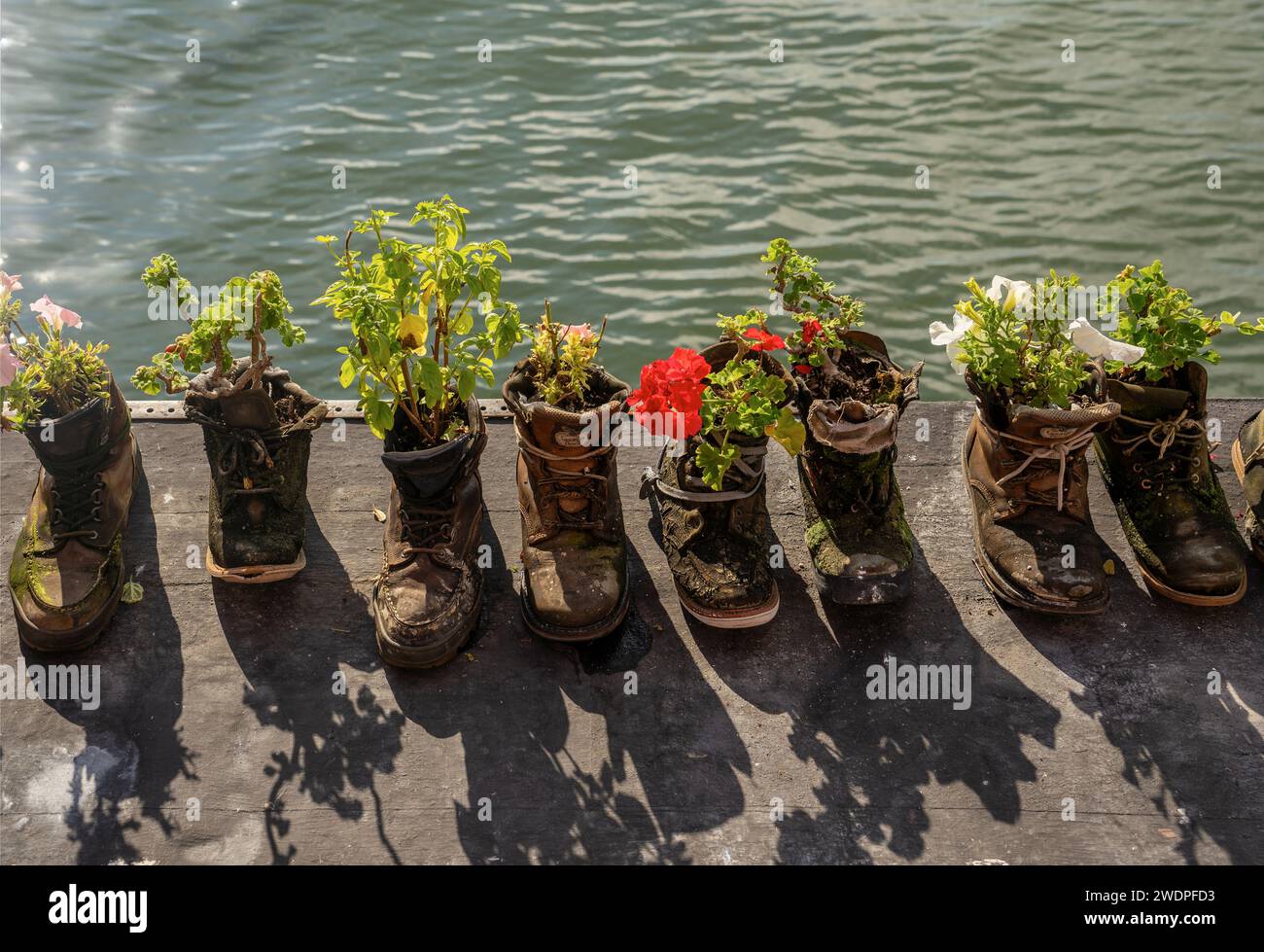 garden plants planted in boots and shoe containers Stock Photo