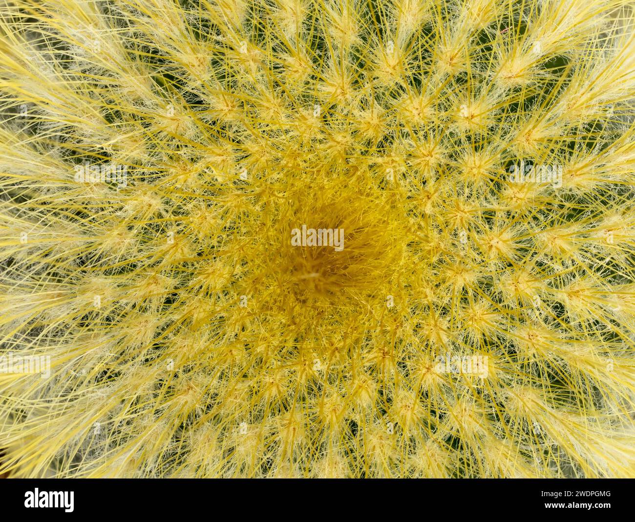 Cactus texture hi-res stock photography and images - Alamy