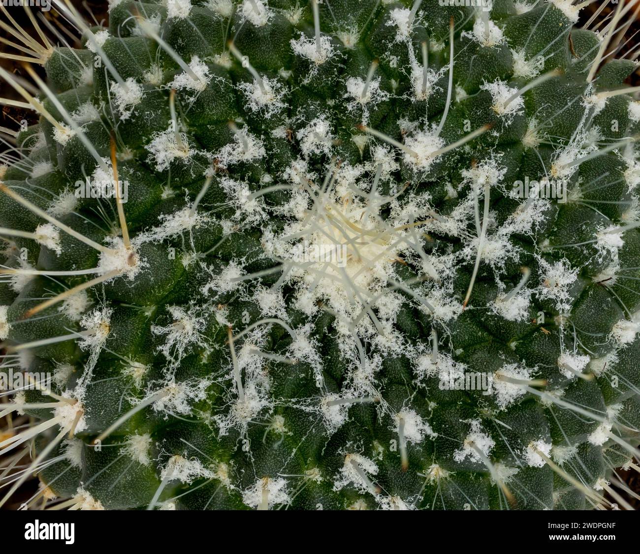 Cactus texture hi-res stock photography and images - Alamy