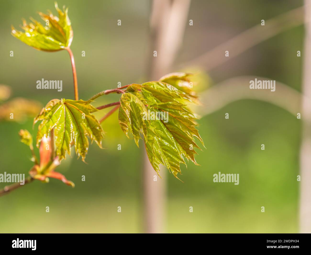 Spring Maple Tree Branch Spring branches of maple tree with fresh green leaves. Spring ...