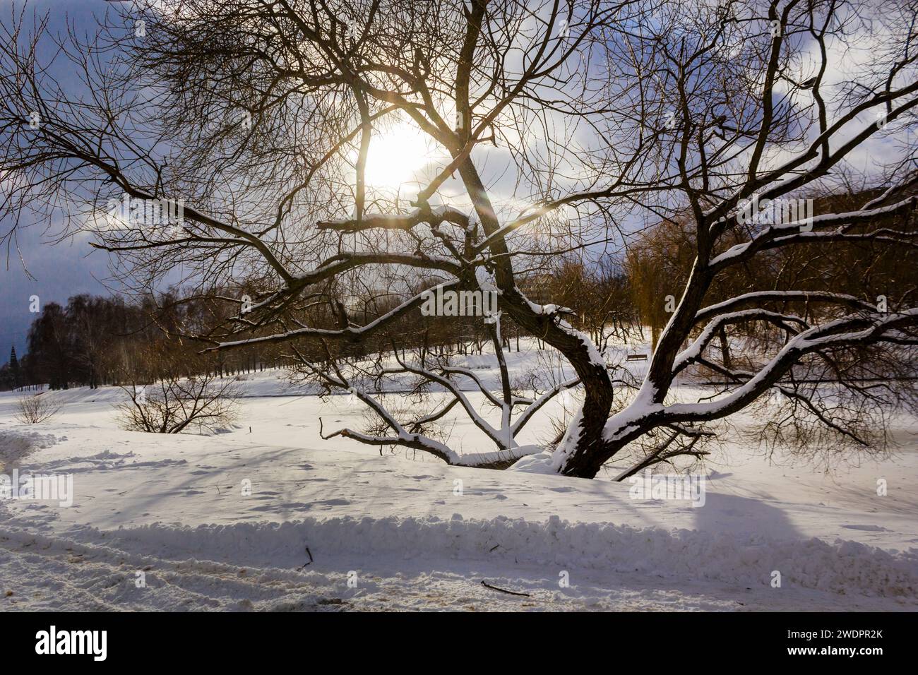 Less Foliage Tree Season tree without foliage hi-res stock photography and images - Alamy